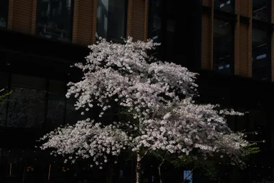 DSC_6857 (Large).JPG